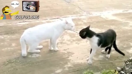 Голям смях две котки се бият