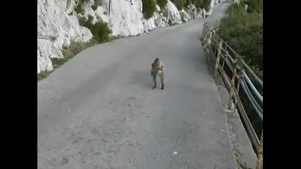 Маймуна проверява жена за въшки !