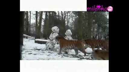 Тигри и снежни човеци.