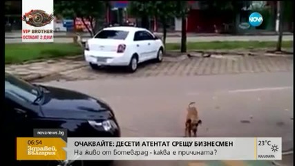Куче в ритъма на танца