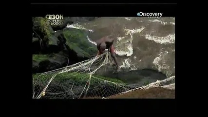 Discovery channel Речни чудовища 1 !!!