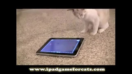Котка играе на ipad