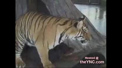 Tiger Fuck A Dog - Soullord