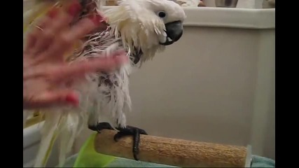 Папагалче се къпе и изпилва ноктите си само.
