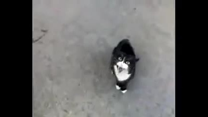 Коте се оплаква от живота си (смях)