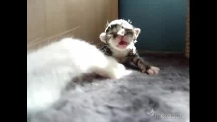 Новородено Котенце Мяука Хаха:) 