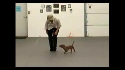 Жена & Куче Танцуват