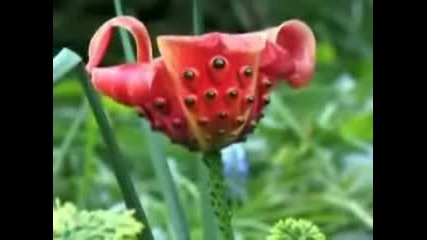 най - странните растения в света 
