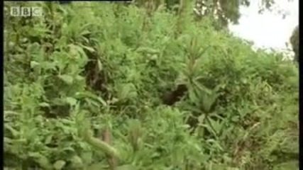 Remembering the first encounter with a silverback gorilla - - Attenborough - Bbc wildlife 
