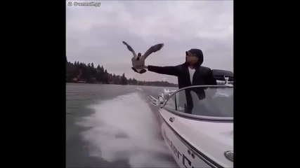 Дива птица пътува на лодка