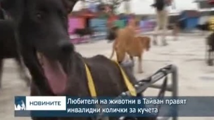 Любители на животни в Тайван правят инвалидни колички за кучета