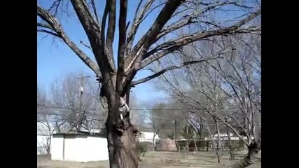 Куче се катери по дърво !
