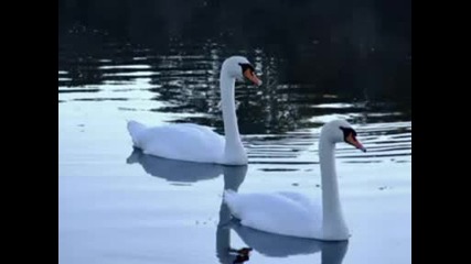 Чайковски - Лебедово езеро