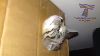 Смешни Моменти c Котки