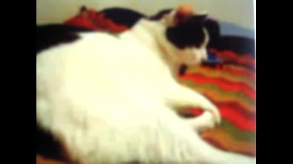 Супер Луда Котка Денси