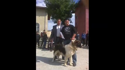 Национален Клуб Българско Овчарско Куче