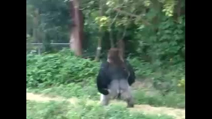 Gorila xodi kato chowek ;d