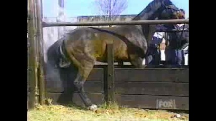 Horse Kack