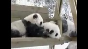 Сладки панди - бебета