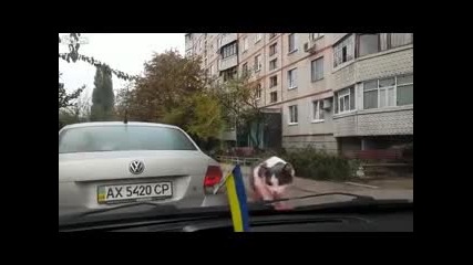 Коте и чистачки