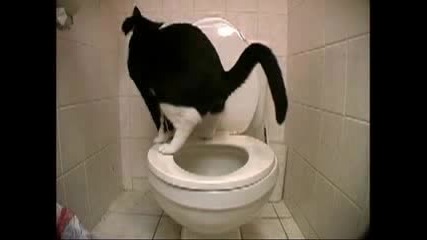 Котка Се Изхожда В Човешка Тоалетна