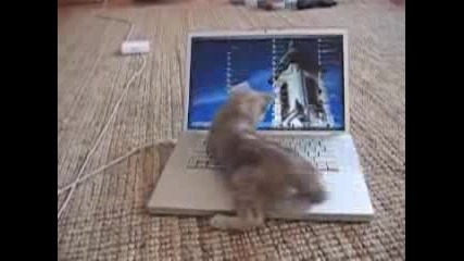 Котка и лаптоп - смешна комбинация