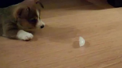 Малко кутре си играе с парче лед