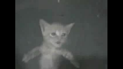 Малко Коте Се Катери Като Паяк