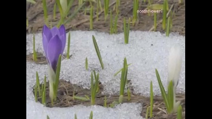 Giovanni Marradi - Lultima neve di primavera 