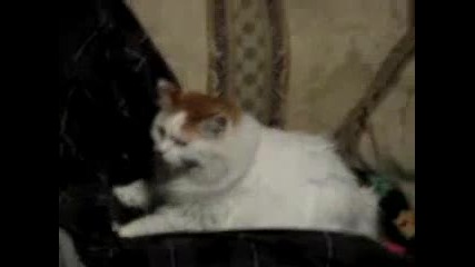 котка обарва заспал мъж