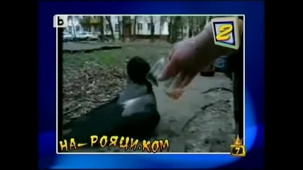 Господари на ефира 03.03.2010 На - рояци.ком - - шофиори, промили, дрегери