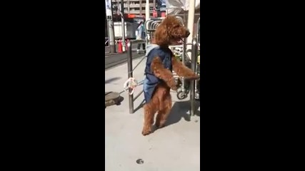 Куче танцува докато чака стопанина си