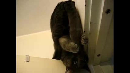 Котешка Йога