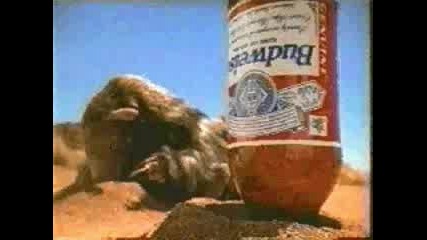 Една причина мравките да пият бира 