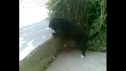 Том и Джери сладури