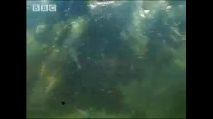 Caiman vs Capybara