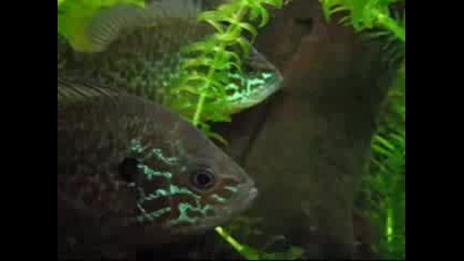 Слънчеви Риби в аквариум