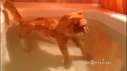 Смешно котенце се забавлява във ваната