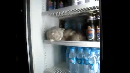 Коте спи в хладилник на хладно