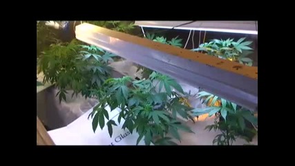Marijuana grower William Hewitt in Montrose, Colo.