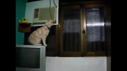 Котката Супер мен