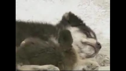 Изгубени кученце и патенце 