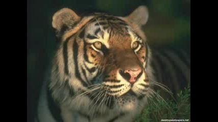 Яки Снимки На Тигри направено специално за tigar53