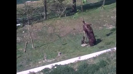 Мечка Спасява Мечето Си