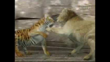 Animal Face - Off - Lion Vs Tiger