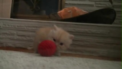 Kitten Dance .. ;? ;dd [cute]