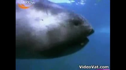 Rare Megamouth Shark