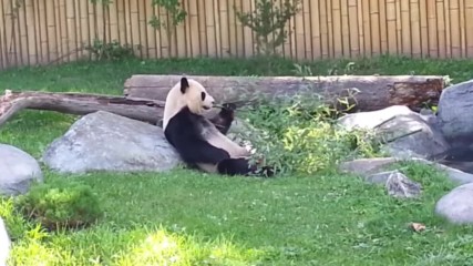 Пандата си е айляк в зоо