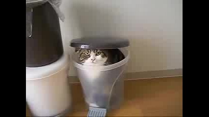 Забавна Котка