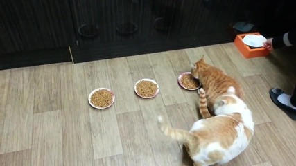 Смях! Алчно коте не позволява на другите котки да ядат..